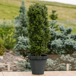 Plastový květináč, šedá, IROM TYP 2