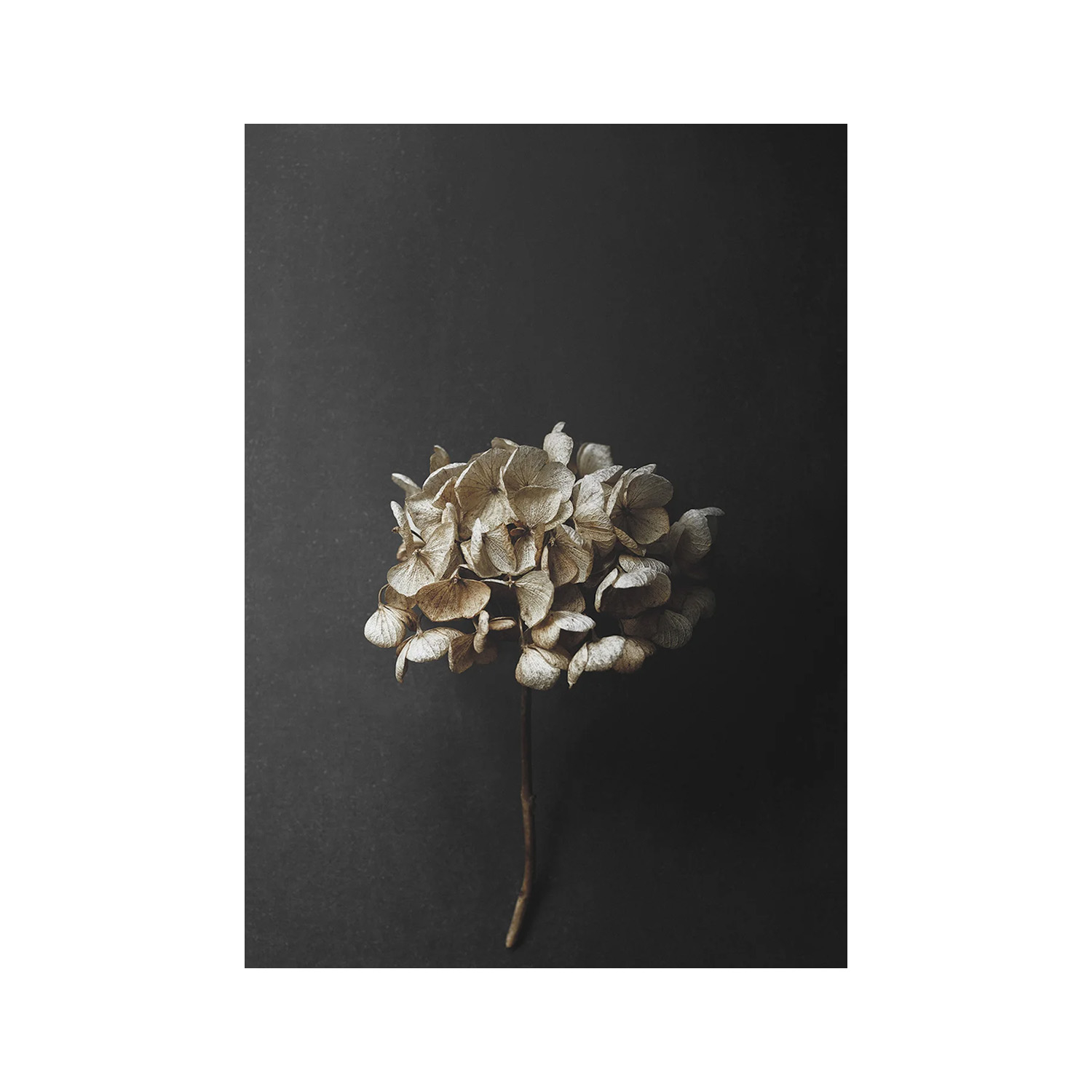 Paper Collective designové moderní obrazy Still Life 04 - Hydrangea (50 x 70 cm)