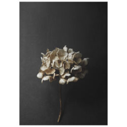Paper Collective designové moderní obrazy Still Life 04 - Hydrangea (120 x 168 cm)